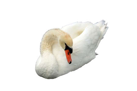 Swan isolated on a white backgroundの写真素材