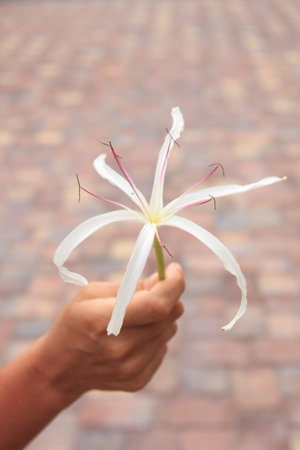 Womens hand holding tropical flower