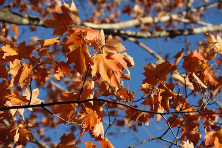 Colors fall in forest