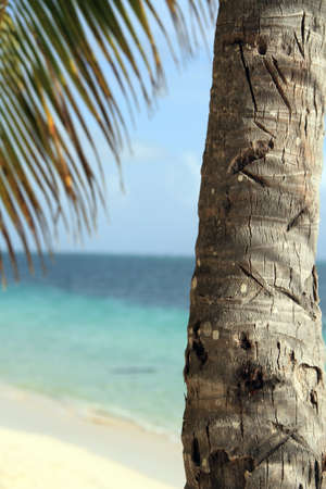 Palm tree with background of the oceanの写真素材