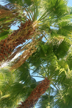 Background of nature. Summer background. Sunny day.