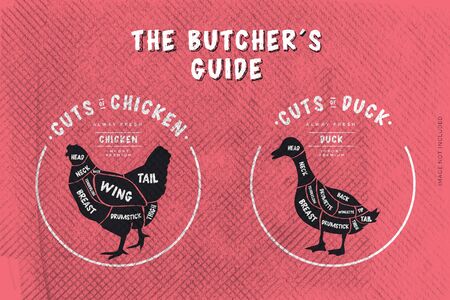 Butcher's Guide cut chicken and duckのイラスト素材