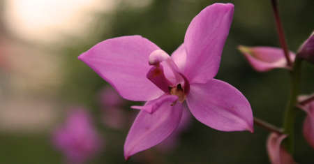 purple flowerの写真素材