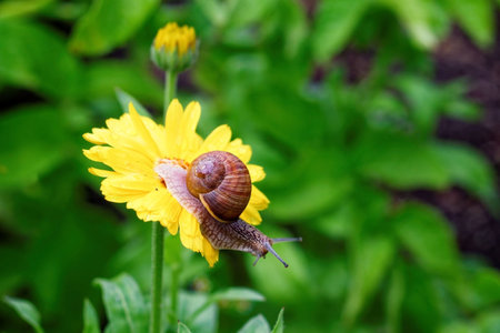 Cute snail on yellow flowerの写真素材