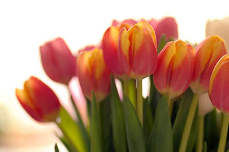pink and yellow tulipsの写真素材