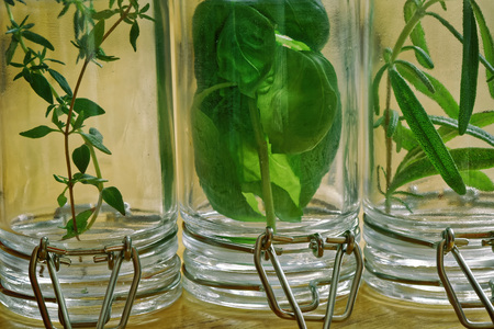 fresh thyme, basil, rosemaryの写真素材