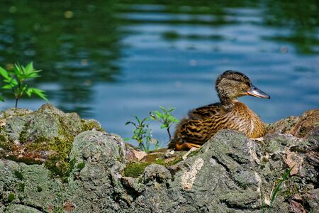 cute duckling resting by the riverの写真素材