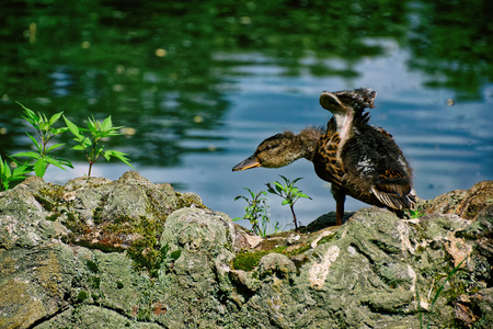 cute duckling stretching wings by the riverの写真素材