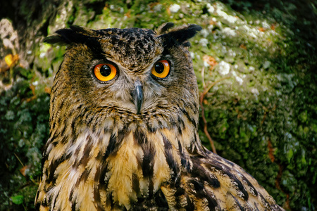 portrait eagle owl, Bubo Buboの写真素材