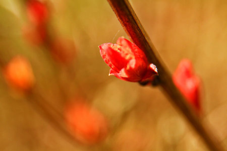 young leaves close up