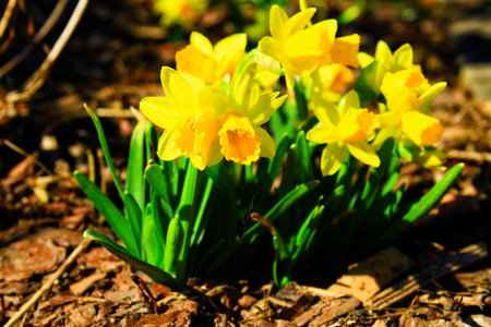 dafodill in bloom, spring is here