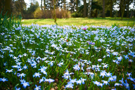 field of blue flowers in blossom