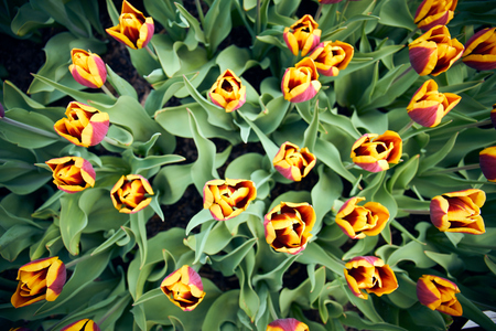 top down view of tulips in blossomの写真素材