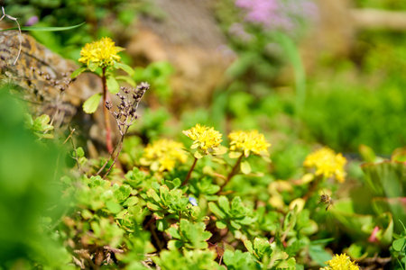 Yellow stonecrop, sedum in blossom