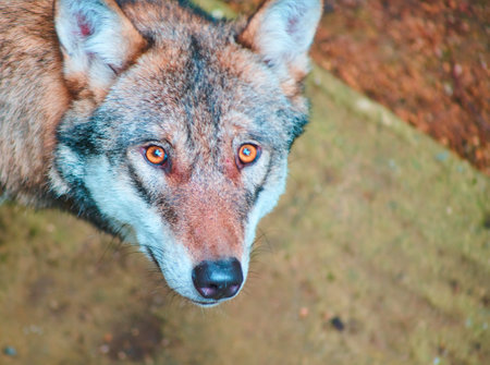 Portrait of a wolf in the park, close-up.の写真素材