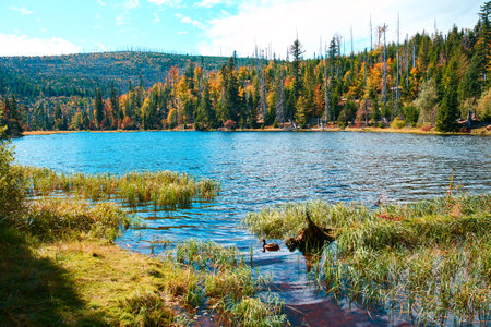 Autumn landscape with a lake in the mountains. Beautiful view of the autumn forest.の写真素材
