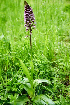 Wild orchid (Dactylorhiza majalis)の写真素材