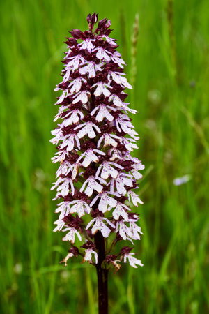 Dactylorhiza majalis, or common orchids in the meadowの写真素材