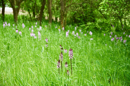 Wild orchids in the meadow. Selective focus.の写真素材