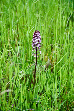 Dactylorhiza gigantea, orchid in the meadowの写真素材