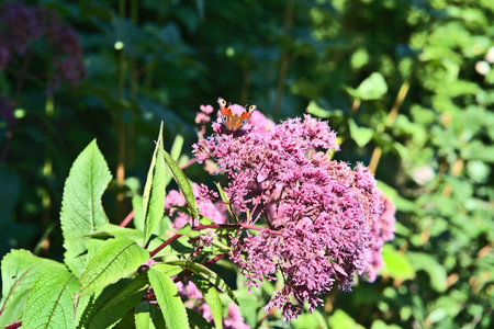 Butterfly on a purple flower in the garden on a sunny summer dayの写真素材