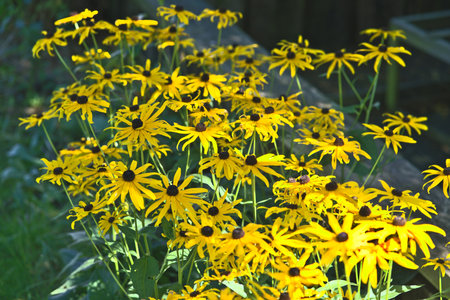 Rudbeckia fulgida flowers in the summer garden.の写真素材