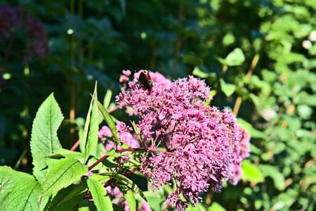 Butterfly on a pink flower in the garden, close-up