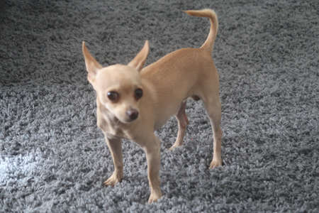 Dog standing on a carpet closeup photoの写真素材