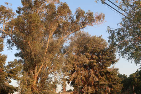 Big tree against blue sky closeup photoの写真素材