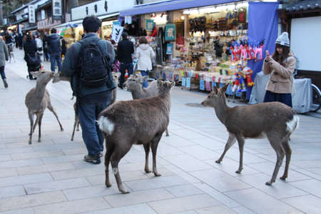 naraのeditorial素材