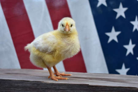 A chick with an American flag backgroundの写真素材