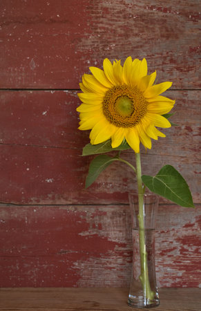 A sunflower with red barn board background
