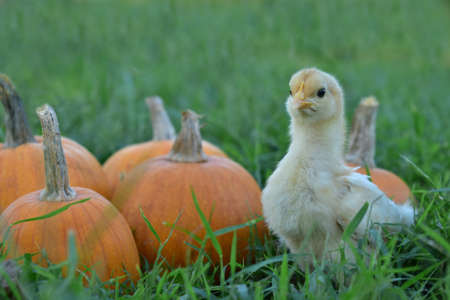 a chick in the grass with pumpkinsの写真素材
