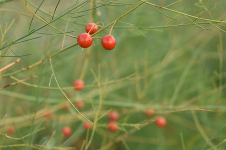 red asparagus seeds and foliageの写真素材