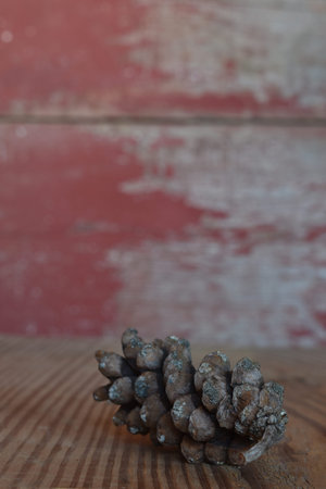 pine cone with a red barn board background