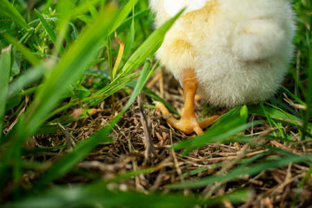 a chick walking in the grassの写真素材