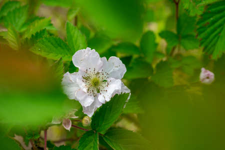 a close up of a blackberry flowerの写真素材