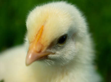 a yellow chick in the grassの写真素材