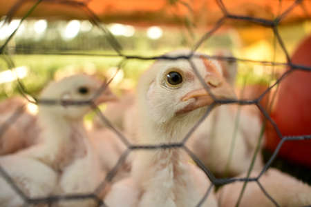 a boiler chicken's eye through chicken wireの写真素材