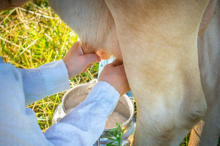 hand milking a cow in the pastureの写真素材