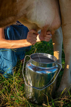 hand milking a cow in the pastureの写真素材