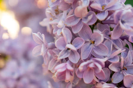 close-up of a purple lilac in the springの写真素材