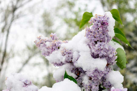 a purple lilac with snow on itの写真素材