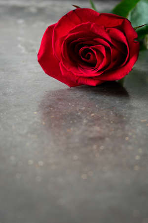 red roses on gray chalkboardの写真素材