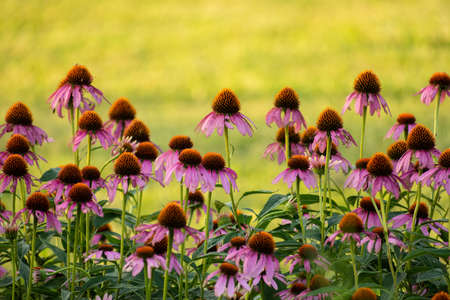 pink coneflowers in the gardenの写真素材