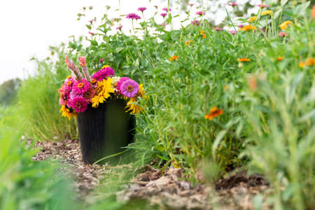 a bucket of fresh picked flowersの写真素材