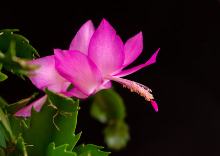 a pink christmas cactus flower with a black backgroundの写真素材
