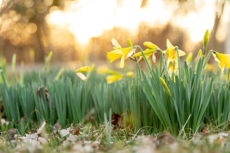 glowing daffodil flowers in springの写真素材