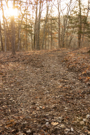a path in the woodsの写真素材