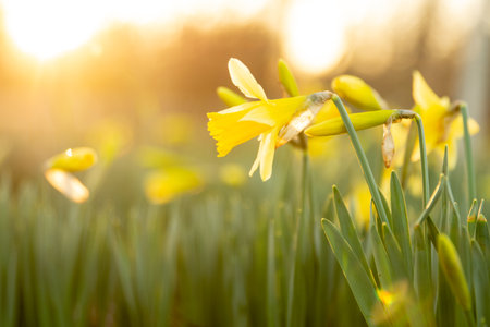glowing daffodil flowers in springの写真素材